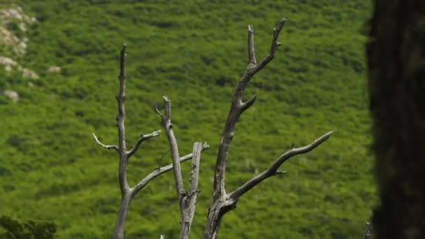 Timelapse de la rama del árbol muerto y exuberantes campos verdes en segundo plano — Vídeos de Stock