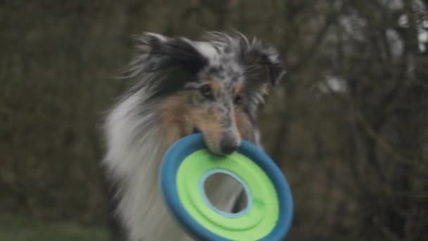 Charmig vit hund med en frisbee på munnen — Stockvideo