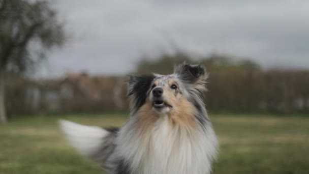 Peludo canino excitado esperando a jugar a buscar en el patio trasero — Vídeos de Stock