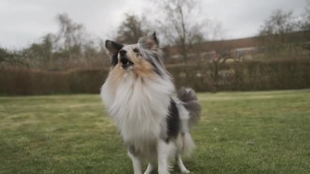 Σκύλος περιμένει Ενθουσιασμένος να παίξει Φετς στην αυλή — Αρχείο Βίντεο