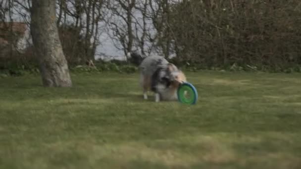 Cão correndo no quintal indo atrás do Frisbee — Vídeo de Stock