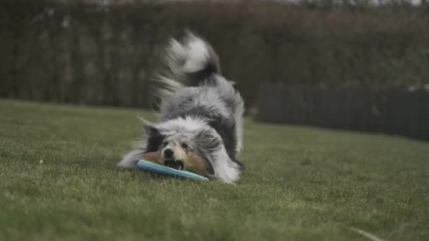 Perro en la exuberante hierba verde con frisbee en la boca — Vídeos de Stock