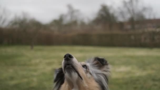 Vit hund med lång päls springa efter frisbee i trädgården — Stockvideo