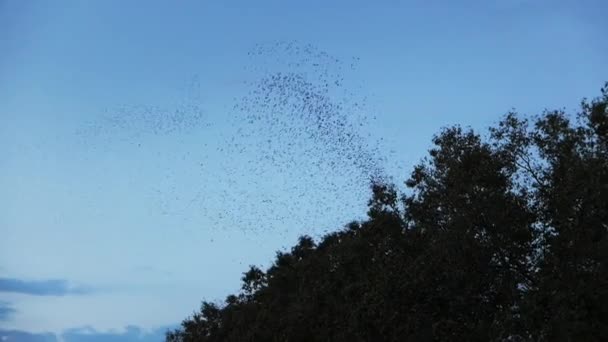 Bandada de pájaros sobrevolando árboles en Roma — Vídeos de Stock