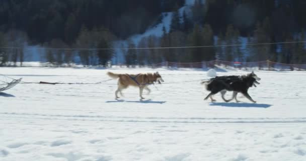 Huskys ziehen Menschen im Winter auf einem Schlitten durch verschneite Täler — Stockvideo