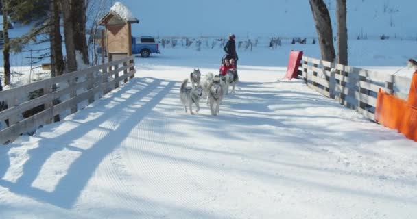 Perros tirando de un trineo mientras los turistas disfrutan de los valles nevados en los Alpes — Vídeos de Stock