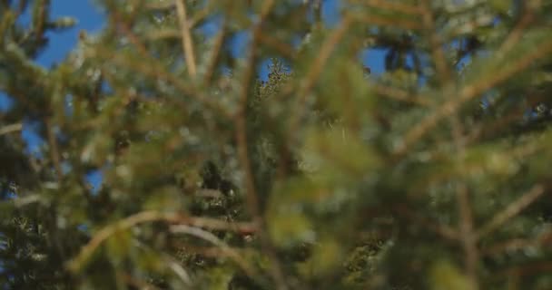Feuilles et branches de conifères contre le ciel bleu par une journée venteuse — Video
