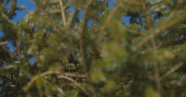 Hojas y ramas de coníferas contra el cielo azul en un día ventoso — Vídeos de Stock