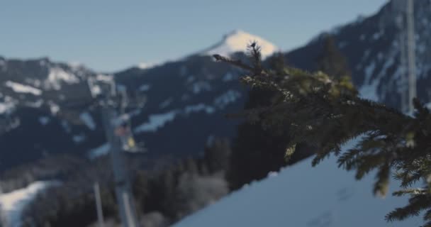 Kiefer im Vordergrund und verschneite Berge im Hintergrund — Stockvideo