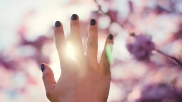 Solljus lyser genom fingrar och körsbärsträd — Stockvideo