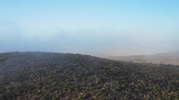 Thick Fog Surrounding the Forest Trees in the Valley - Aerial — Stock Video