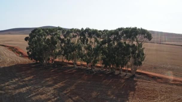 Высокие деревья в центре сельскохозяйственных полей в Африке — стоковое видео