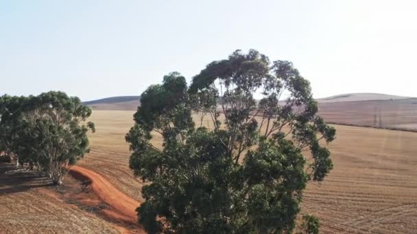 Ciel dégagé et grands arbres au milieu d'un vaste horizon de terres agricoles 