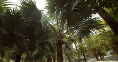 Tenerife Parkı 'nda Palmiye Ağaçları