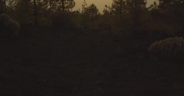 Sunset Glowing Above Misty Forest — Stock Video