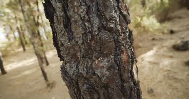 Tronco de árvore na floresta iluminada pelo sol — Vídeo de Stock