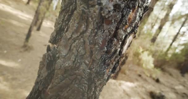 Kmen stromu ve sluncem zalitém lese — Stock video