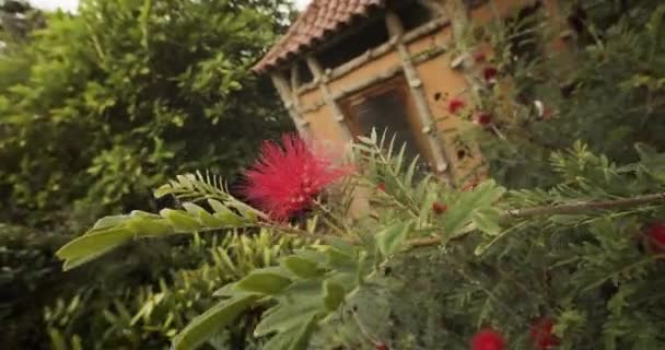 Plante en fleurs dans le jardin espagnol — Video