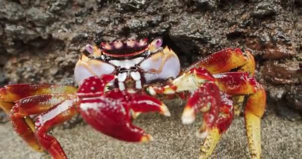 Red Rock Crab Snapping Pincers To Camera On Beach — стокове відео