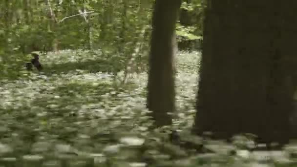 Kobieta szybko biegająca w środku lasu — Wideo stockowe