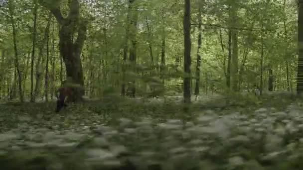 Sereno tiro da floresta e plantas selvagens e uma mulher Jogging — Vídeo de Stock
