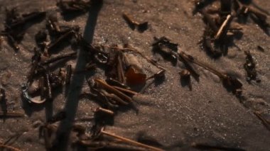 Çubuklar ve Deniz Kabuklarıyla çevrili Güzel Kehribarı Kaldıran El.