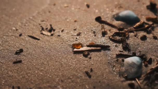 La mano dell'uomo raccoglie una bella ambra seduta con pezzi di legno . — Video Stock