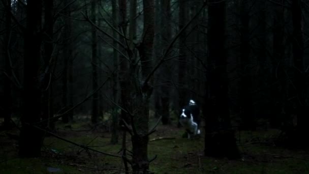 Pies biegnie w kierunku kamery w lesie — Wideo stockowe