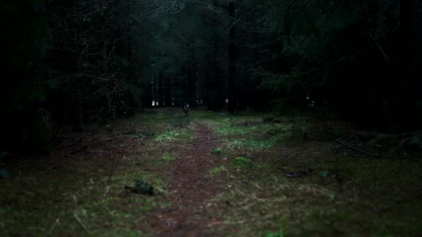 Perro corriendo hacia la cámara en el bosque — Vídeos de Stock