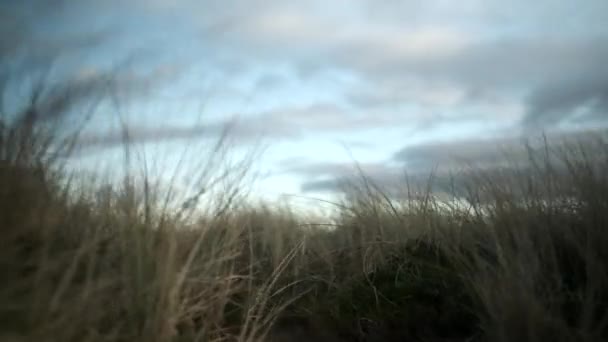 Χόρτο στους λόφους της ακτής σου — Αρχείο Βίντεο