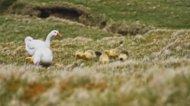 Vahşi Yaşam Parkı 'nda Ördekler ve Ördekler Rüzgarlı bir günde Çimenli Topraklar' da