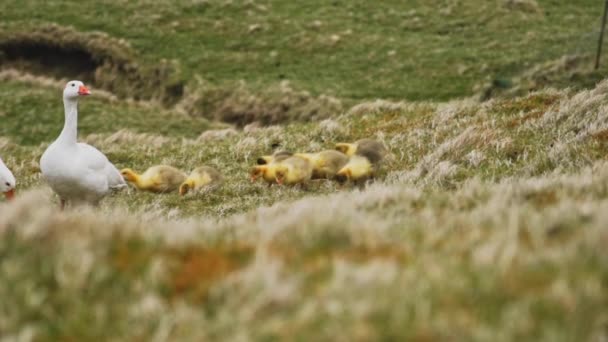 Erba ondeggiante con il vento con anatre e anatroccoli che camminano su di loro, Faroe Island — Video Stock