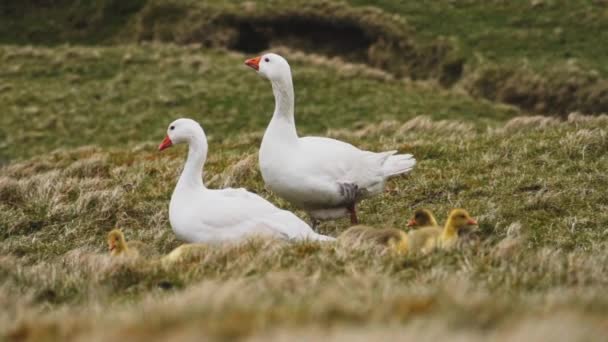 Ördekler ve Ördekler Faroe Adası 'ndaki yemyeşil otlaklarda kalıyorlar. — Stok video