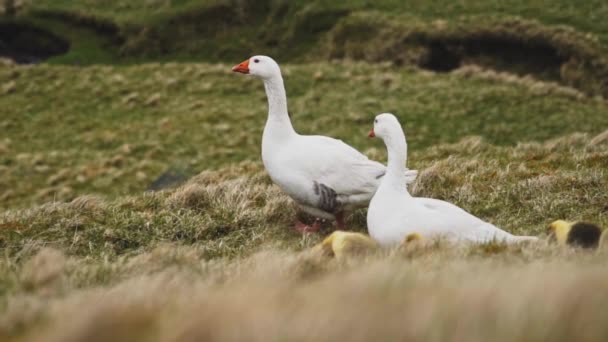 Broedvogels wandelen achter de witte eenden met gras zwaaien langs de koude wind — Stockvideo