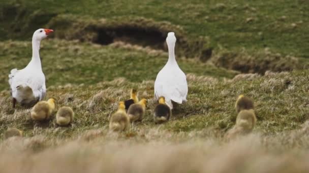 파로 섬 의 그래스 필즈 에서 새끼 오리를 따라가는 찌르레기들 — 비디오