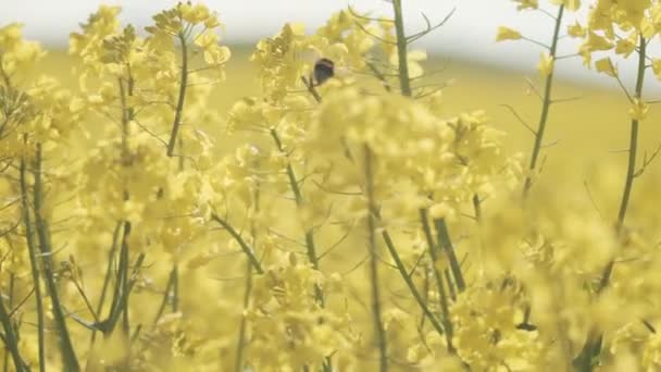 Mimořádné Shot of Bumblebee Létající nad Canola květiny — Stock video
