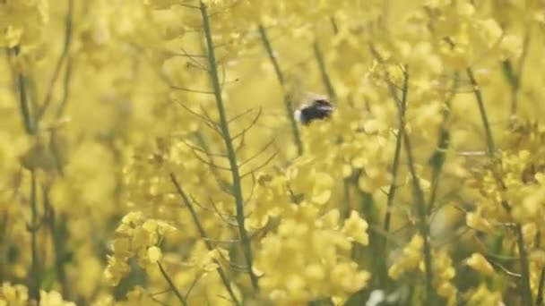 Vacker närbild Skott av bin på Canola Field i Danmark — Stockvideo