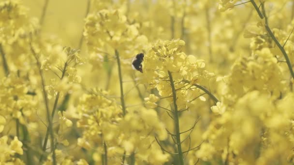 Bumblebee opylování na květinách v Canola Field v Jutsku — Stock video