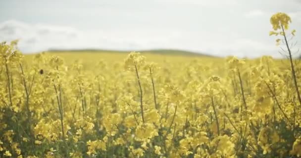 Tiro Panorâmico de Belo Horizonte de Campos de Canola com uma Abelha no Quadro — Vídeo de Stock