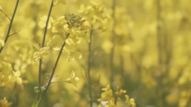 Majestätische Großaufnahme von Rapsblüten in einem Rapsfeld an einem sonnigen Tag — Stockvideo