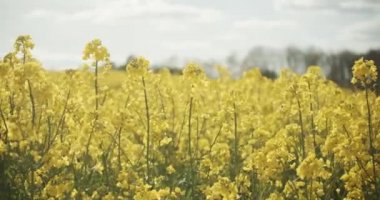 Açık Mavi Gökyüzü Altında Kanola Bitkilerinin Geniş Ufku