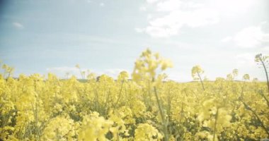 Güneşli bir günde, tarlanın ortasında Kanola Çiçeklerinin Odaklanmış Çekimi