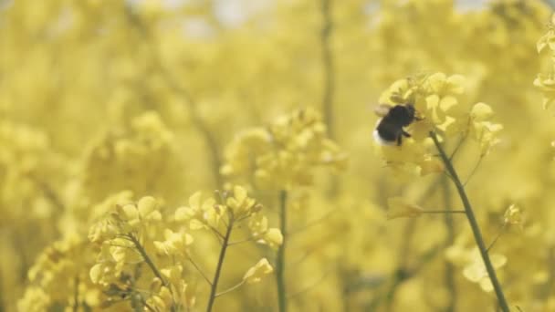 Desfocado para tiro focado de Canola Campo e Flor com uma abelha — Vídeo de Stock