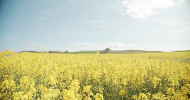 Bela vista de um campo aberto preenchido com flores de canola balançando — Vídeo de Stock
