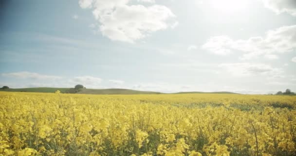 在阳光明媚的日子拍摄的卡诺拉田野镜头 — 图库视频影像