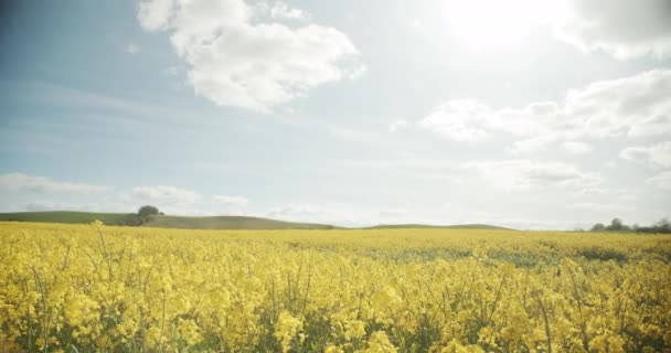 Campos verdes exuberantes além dos campos amarelos de canola — Vídeo de Stock