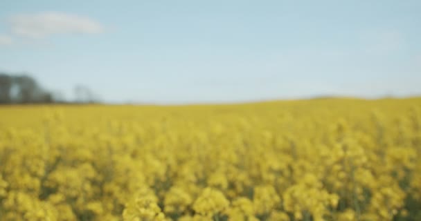 Majestosos céus azuis e os brilhantes campos de Canola na Dinamarca — Vídeo de Stock