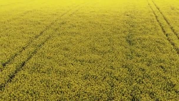 Amazing Drone Shot van Canola Bloemen Swaying op een winderige dag — Stockvideo