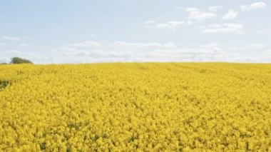 Sarı kanola sahalarının üzerinde süzülen bir hava görüntüsü ve göl manzarası