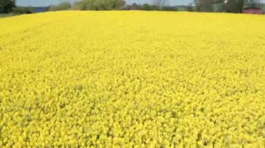 Rüzgarlı bir günde Canola Alanlarının Üzerinden Görünüm